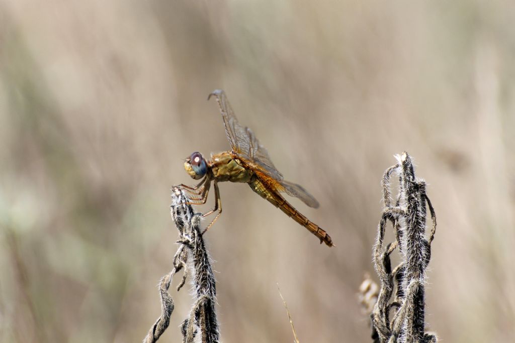 Anche queste dovrebbero essere Crocothemis erythraea